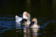 DSC_0979.jpg