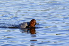 DSC_0981.jpg