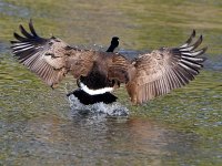 Goose2.jpg