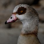 Goose6.jpg