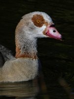 Goose9.jpg