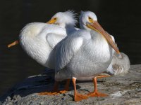 Pelican3.jpg