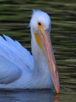 Pelican6.jpg