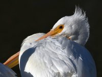 Pelican11.jpg