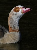 Goose8.jpg