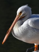 Pelican12.jpg