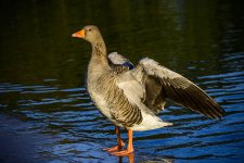 DSC_1183.jpg