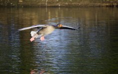 DSC_1250.jpg