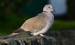 DSC_3529.jpg