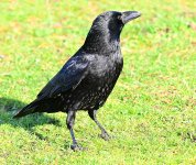 DSC_3559.jpg