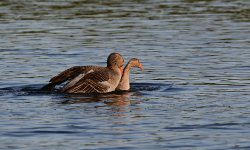 DSC_3676.jpg