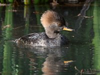 Merganser3.jpg