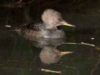 Merganser4.jpg