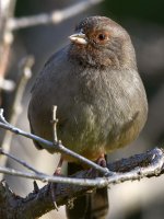 Towhee2.jpg