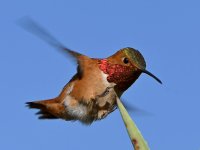 Hummer7.jpg