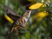 Hummer38.jpg