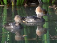 Merganser.jpg