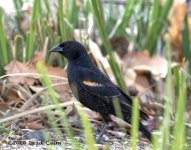 red wing blackbird non-breeding N 500_1509.jpg
