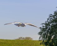 DSC_3511.jpg