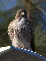 Hawk.jpg