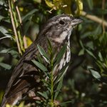 Sparrow2.jpg