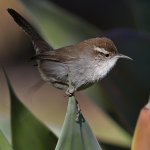 Wren10.jpg