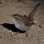 Wren3.jpg