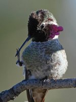 Hummer4.jpg