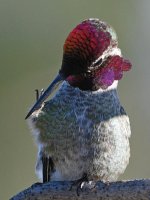 Hummer5.jpg
