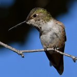 Hummer26.jpg