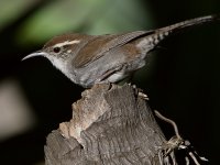 Wren16.jpg