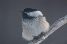 Chickadee three 6 Feb 2020.jpg