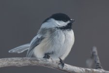 Chickadee two 6 Feb 2020.jpg