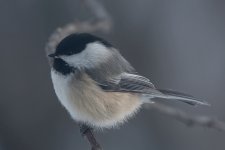 Chickadee one 6 Feb 2020.jpg