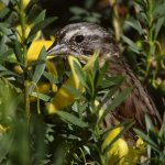 Sparrow.jpg