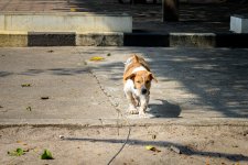 doggy-1.jpg
