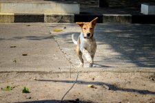 doggy-2.jpg