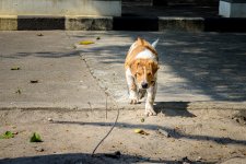 doggy-3.jpg