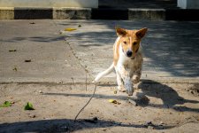 doggy-4.jpg