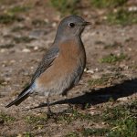 Bluebird2.jpg