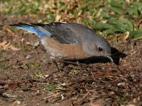 Bluebird3.jpg