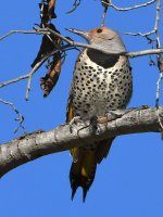 Flicker2.jpg