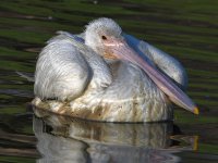 Pelican2.jpg