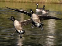 Geese.jpg