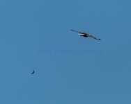 The One That Got Away-1.jpg