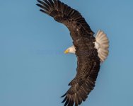 Soaring Eagle-1.jpg