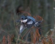 Belted Kingfisher-1.jpg