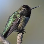 Hummer13.jpg