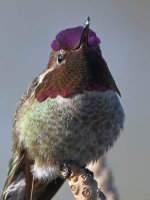 Hummer16.jpg