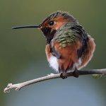 Hummer32.jpg